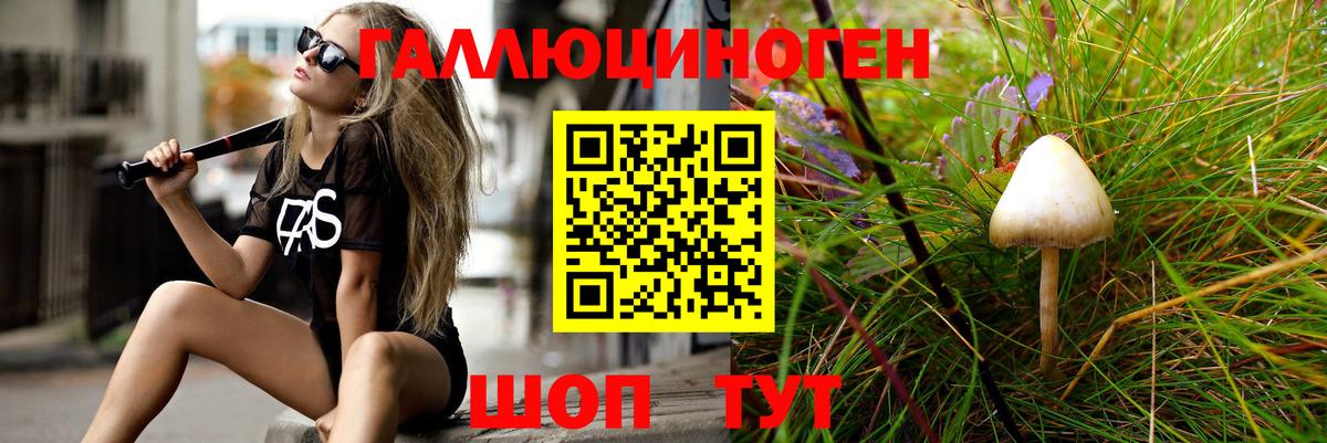 Галлюциногенные грибы Psilocybe Великие Луки